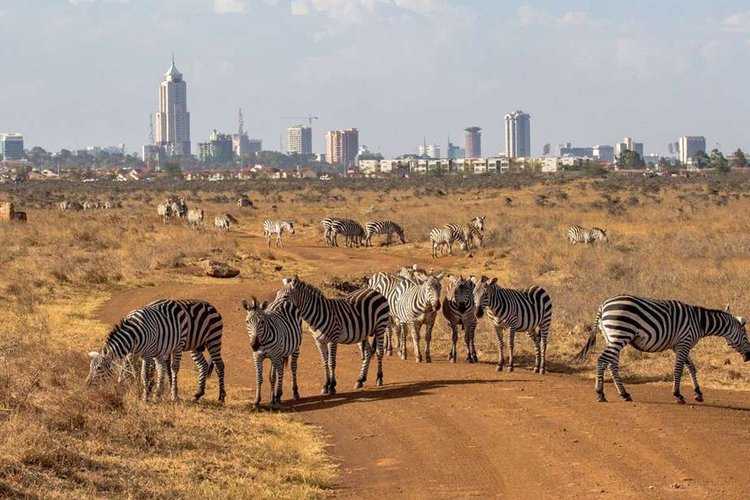 NAIROBI NATIONAL PARK GAME DRIVES | HALF DAY