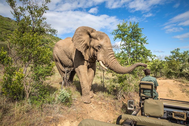 Tour The Famous Game Reserves Of Africa