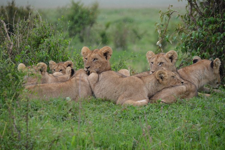 Top 5 National Parks & Game Reserves In Kenya