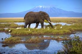 3 DAY TSAVO EAST AND WEST SAFARI FROM MOMBASA