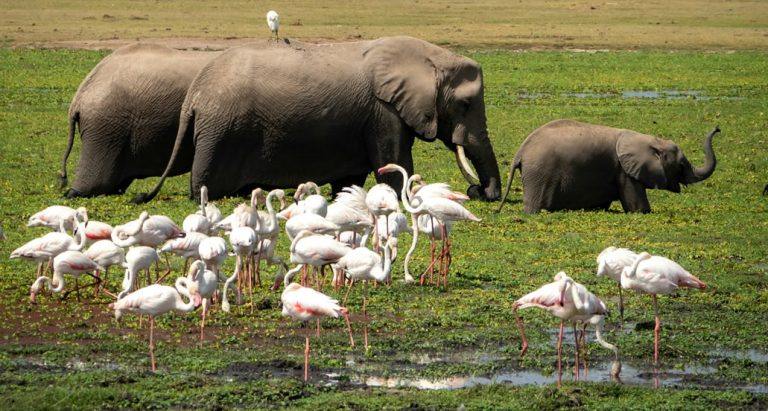 5days Amboseli-Tsavo West-Tsavo East National Park and Mombasa