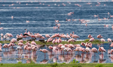 lake nakuru national Park