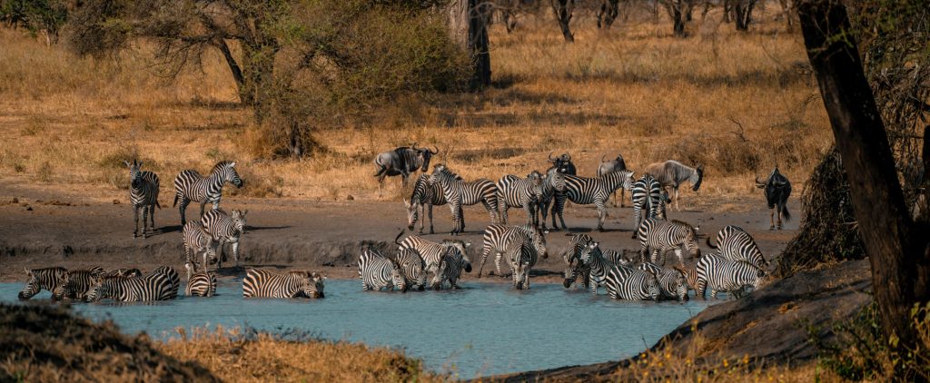 5-Day Tanzania Safari